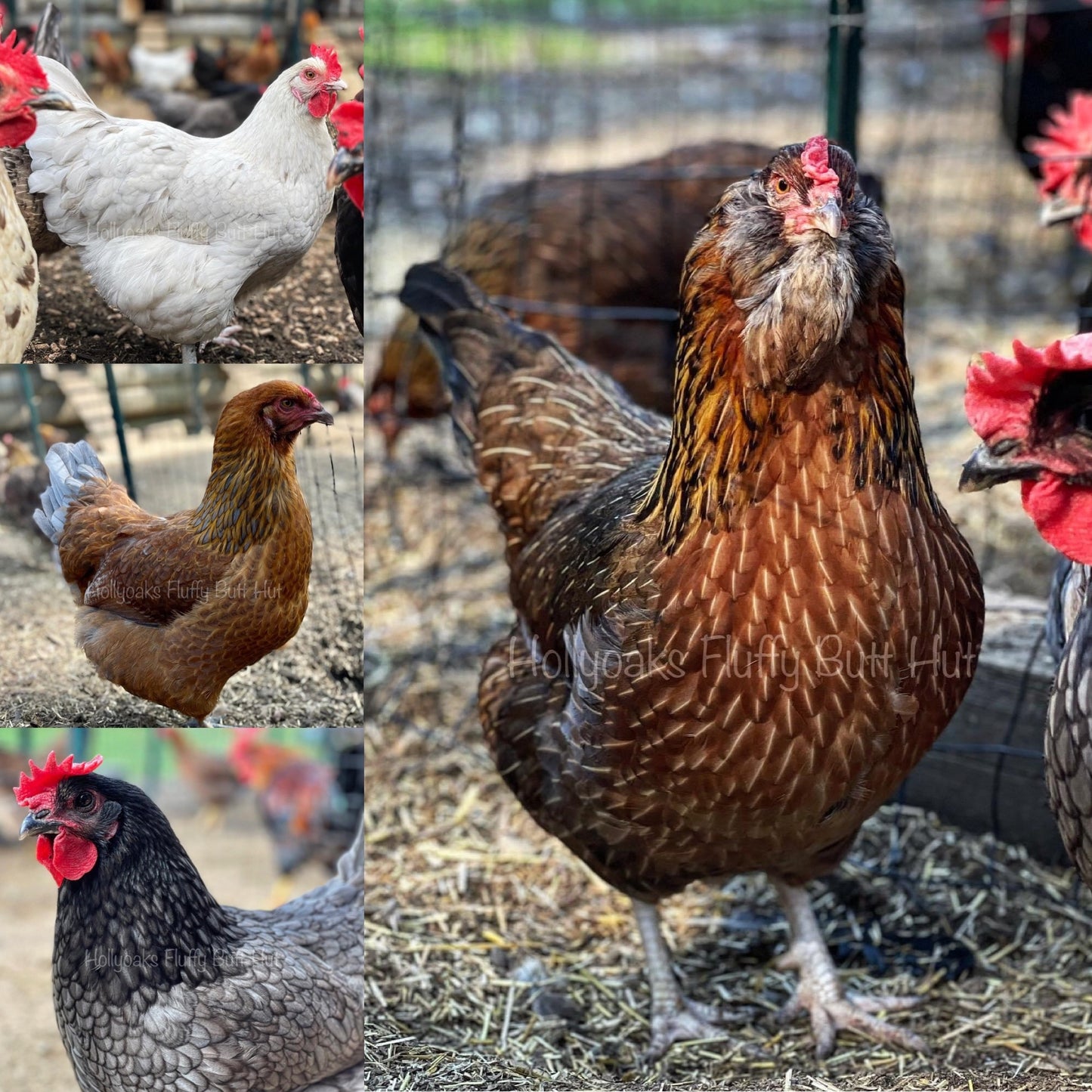 SOLD OUT FOR 2025 (6) Multigen Olive Egger Hatching Eggs