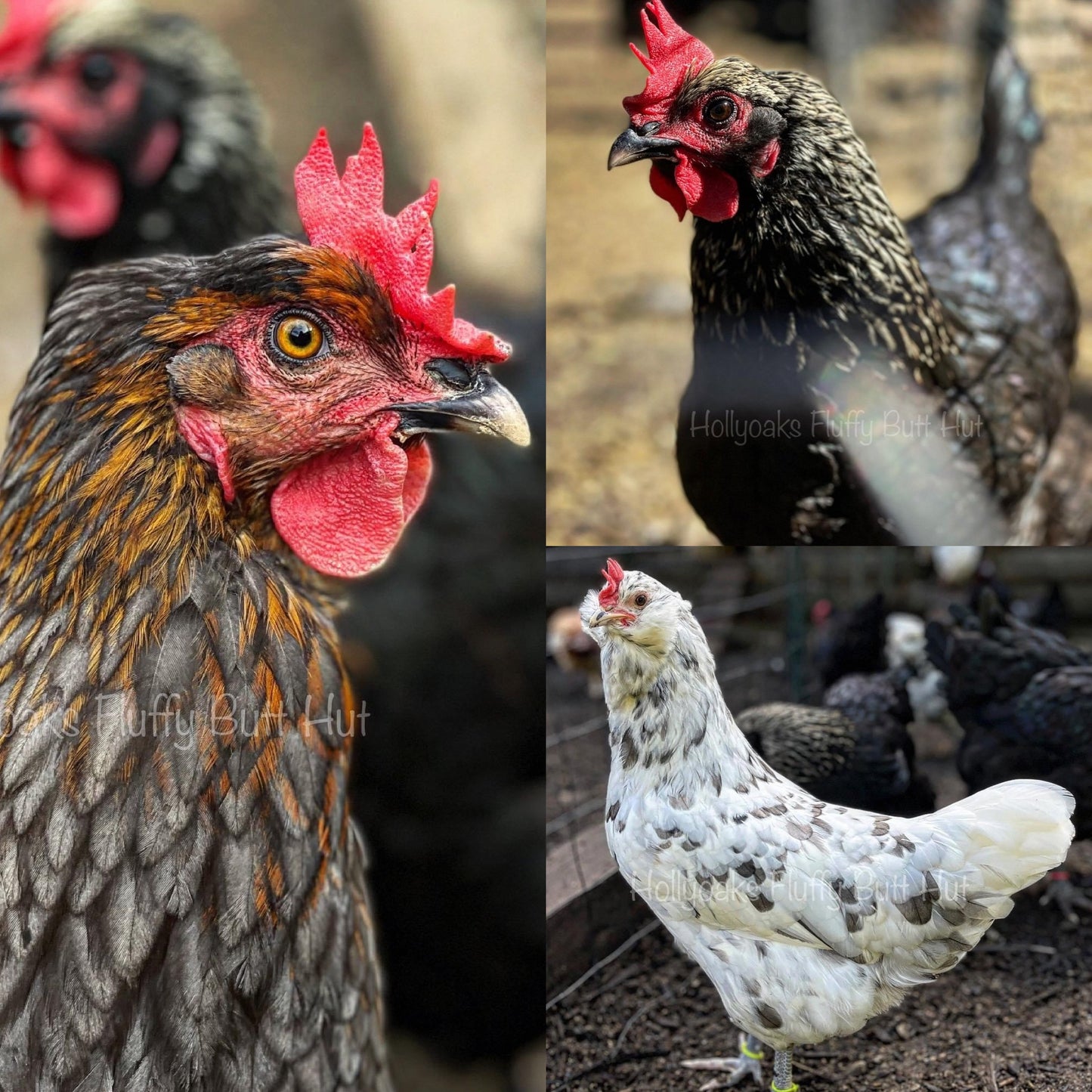 SOLD OUT FOR 2025 (6) Multigen Olive Egger Hatching Eggs