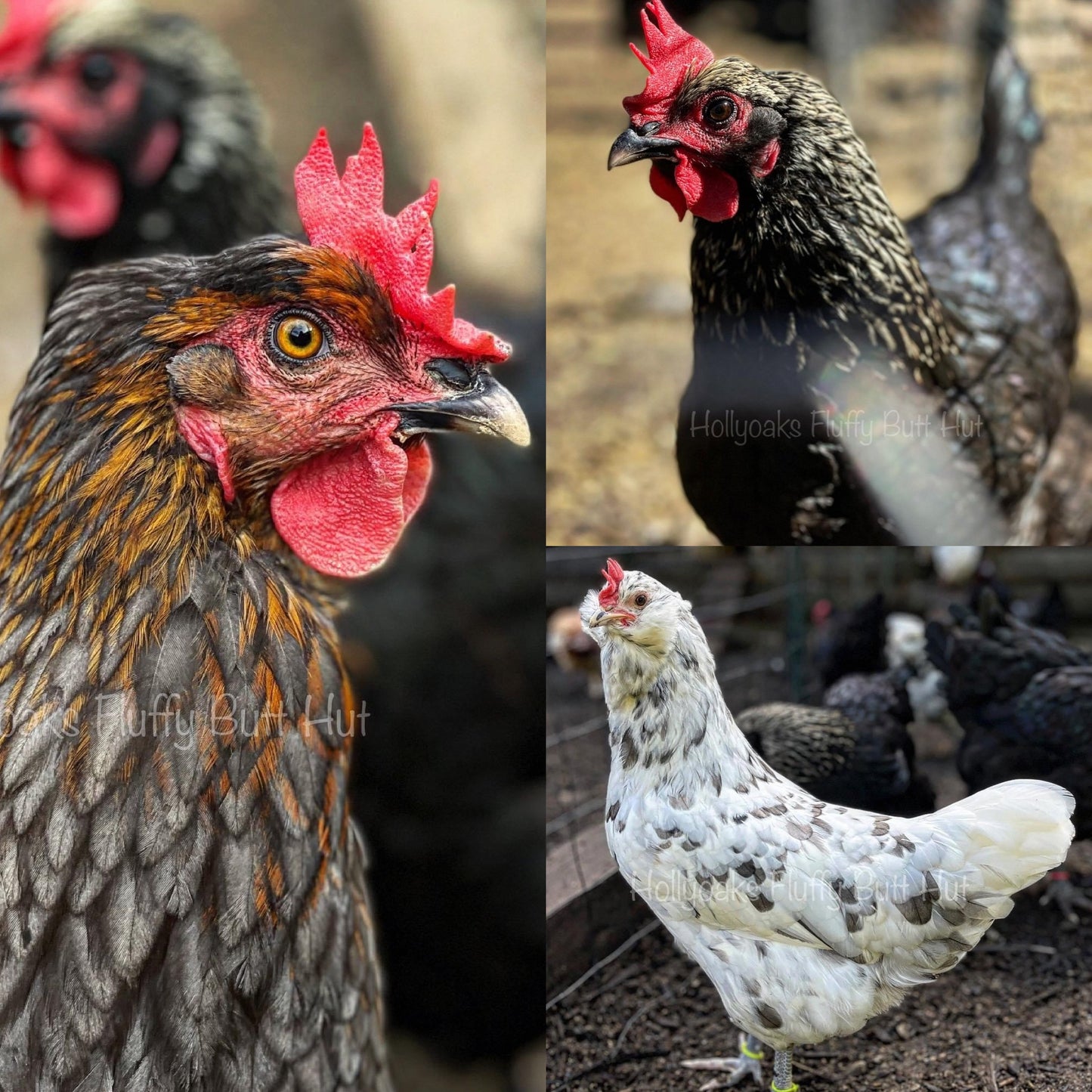 (6) Multigen Olive Egger Hatching Eggs