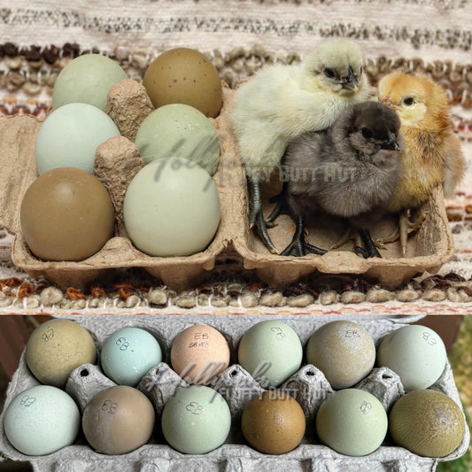 (6) Ebony Egger Hatching Eggs