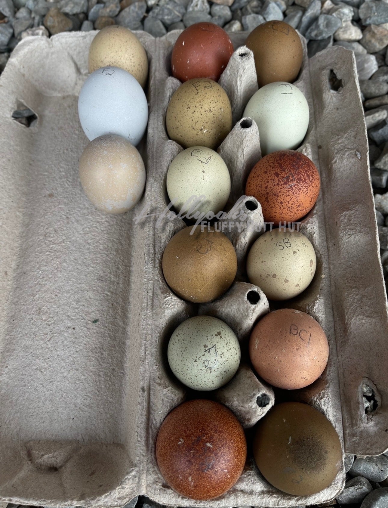 Breeders Choice Hatching Eggs (12 Eggs)