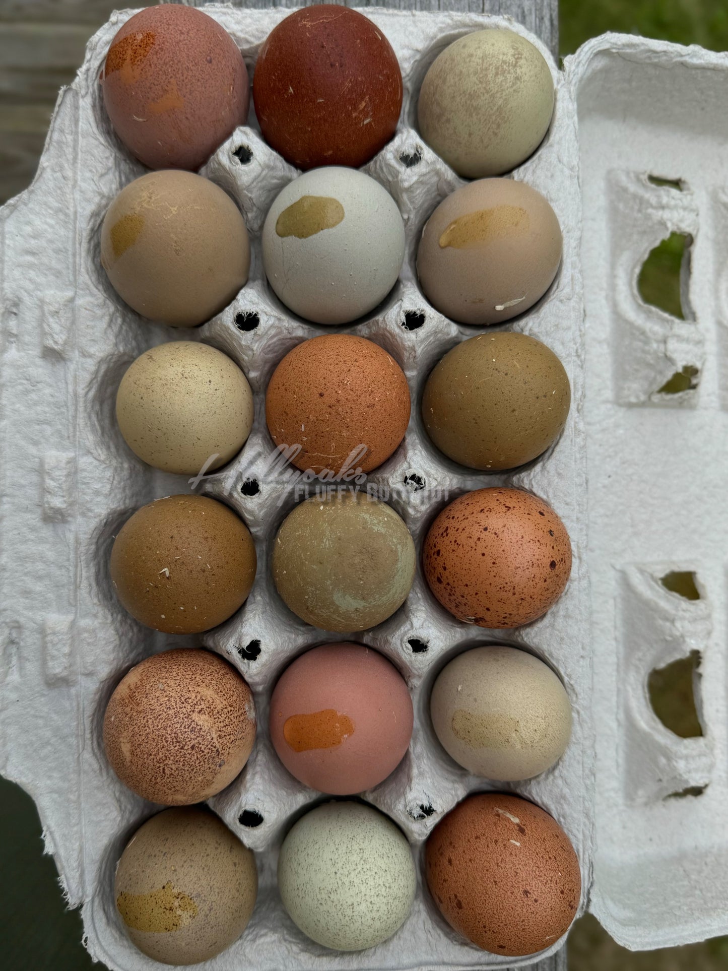 Breeders Choice Hatching Eggs (12 Eggs)