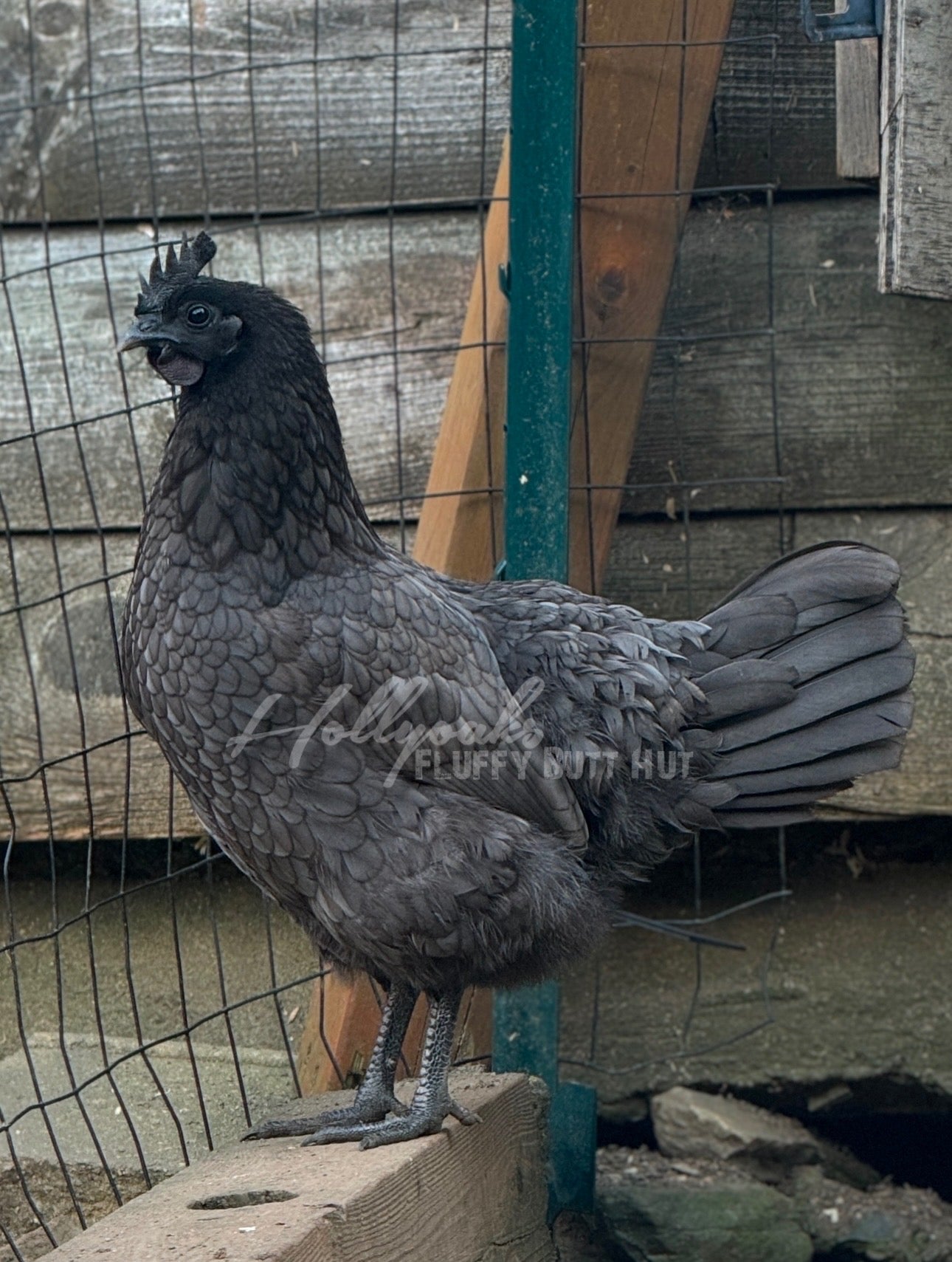 SOLD OUT FOR 2025 (6) Fibro Egger Hatching Eggs