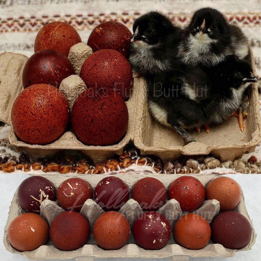 SOLD OUT FOR 2025 (6) Black Copper Marans Hatching Eggs